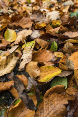 Autumn leaves