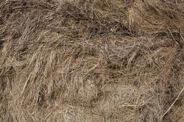 Seamless dry grass background. Nature themes