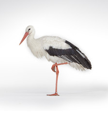 Standing stork bird isolated on white background