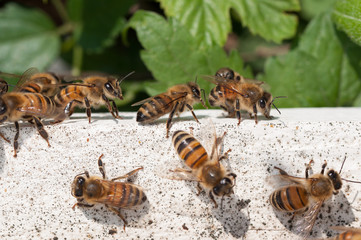 bees return of white wood house