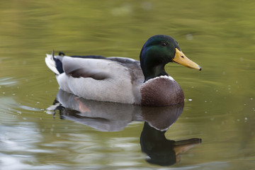 Portrait of a mallard duck closeup