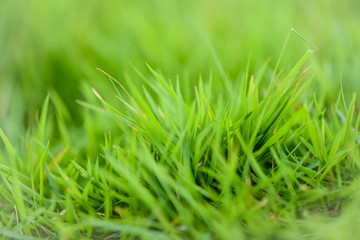 Soft focus grass in yellow sunlight. Background concept.