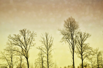 Silhouette of tree branches against the background of a winter landscape.