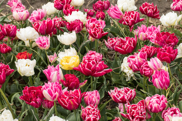 Tulip fields of the Bollenstreek, South Holland, Netherlands