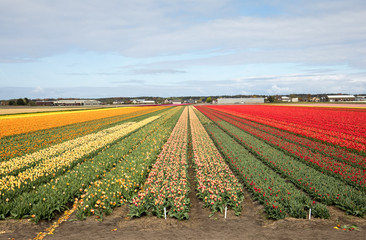 Tulip fields of the Bollenstreek, South Holland, Netherlands