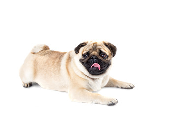 dog pug white background