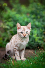 Naklejka na ściany i meble Mink colored Bengal Kitten outdoor
