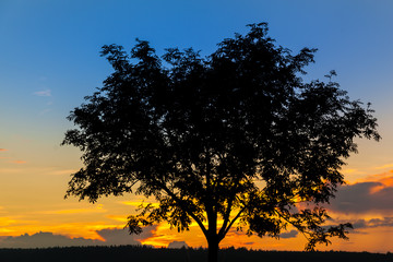 einzeln sethender Baum gegen Sonnenuntergang