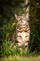 Naklejka na ściany i meble Bengal Cat in Garden