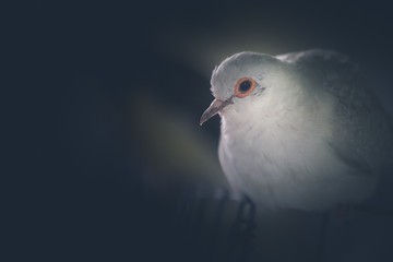 dove