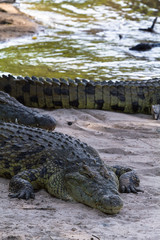 Portrait of big crocodile on the banks of the River Grumeti, Serengeti