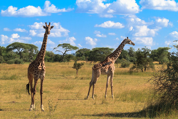 Naklejka na ściany i meble Portrait of two giraffe. Serengeti, Tanzania