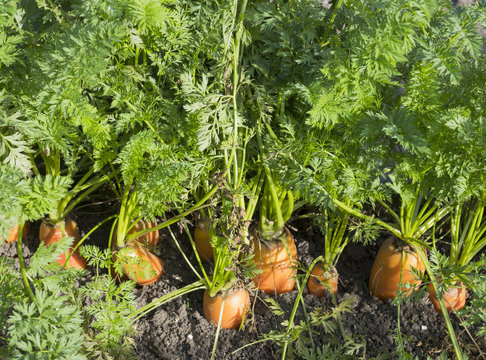 ripe orange carrots in dirt of field ready for harvest