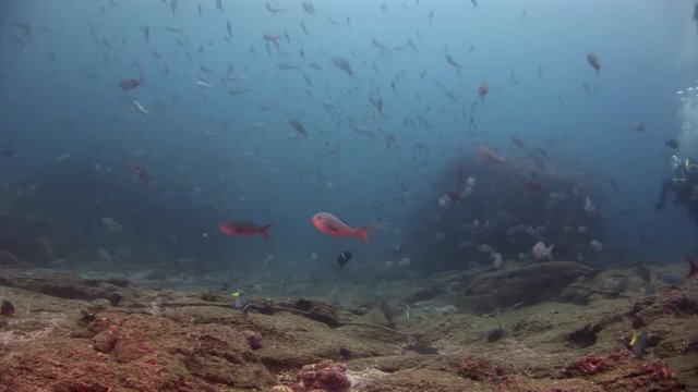 Scuba divers underwater on background of school fish in Galapagos. Unique unusual video footage. Abyssal relax diving. Natural aquarium of sea and ocean. Beautiful animals.