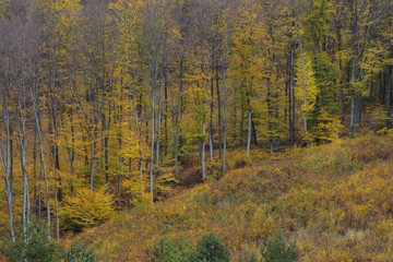 Fototapeta premium Forest in fall in red and yellow colors. Autumn concept