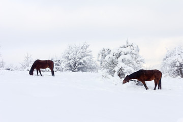 winter landscape with brown horses on winter pasture