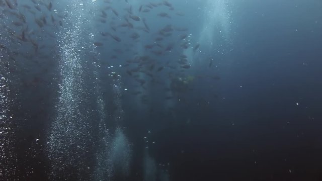 Scuba divers underwater on background of school fish in Galapagos. Unique beautiful video. Abyssal relax diving in world of wildlife. Natural aquarium of sea and ocean. Multicolor animals.
