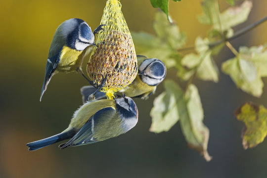 Drei Blaumeisen am Kn&ouml;del