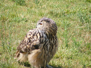 Rapace