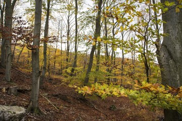 Forest in fall in red and yellow colors. Autumn concept