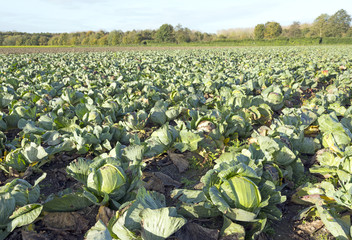 Fototapeta premium green cabbage in field on dutch island of flevoland in the netherlands 