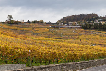 Fototapeta premium Autumn colors 1