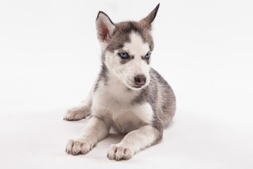 Husky puppy on a white background