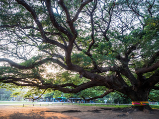 Kanchanaburi, Thailand - 28 October 2017: Chamchuri Giant Tree Over hundred years old in Kanchanaburi, Thailand