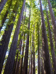 Fototapeta premium PINE FORESTS AT RAINBOW SPRINGS PARK - ROTORUA, NEW ZEALAND