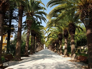 The garden in Ragusa. Palm trees.