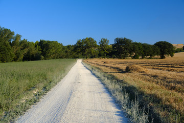 Summer landscape in Marches (Italy) near Filottrano