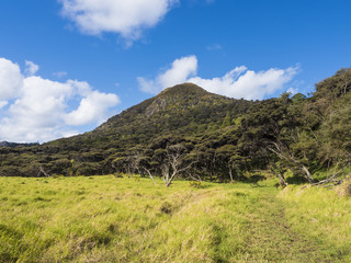 COASTLINE AT WAITAKERE REGIONAL PARK - AUCKLAND, NEW ZEALAND