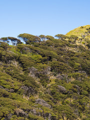 TREES AT WAITAKERE REGIONAL PARK - AUCKLAND, NEW ZEALAND