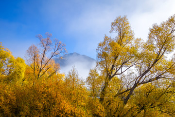 Fototapeta premium Yellow forest in New Zealand mountains