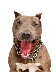 Portrait of a funny smiling pit bull, closeup, isolated on white background
