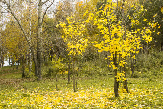 Autumn park with yellow maple tree