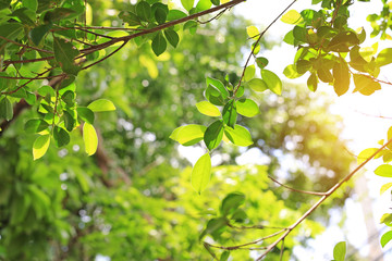 Tree branches in the garden with rays of sunlight.