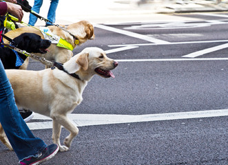 People walking with guide dogs