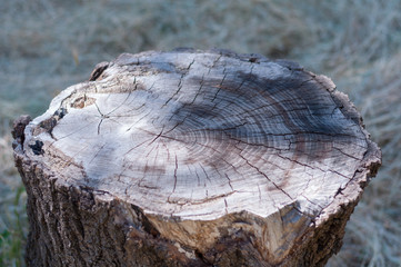 Old tree stump in the garden