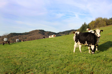 Kühe auf einer Wiese in Gresgen im Schwarzwald