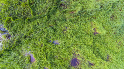 Aerial view of a rice fields in Thailand.