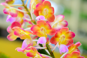 Colorful orchid blooming in nature