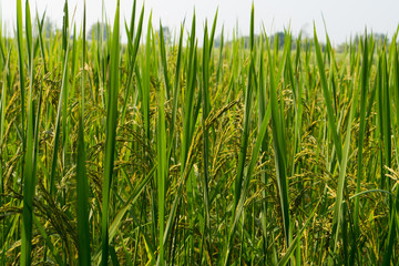 Rice fields in Thailand.

