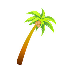 coconut tree