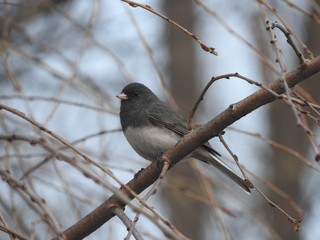 junco bird perched on a limb in winter