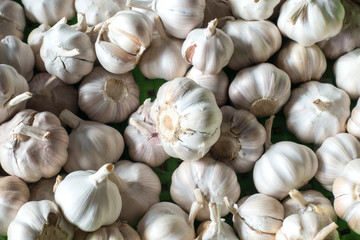 Garlic group background.
