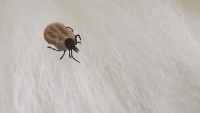 A small mite
