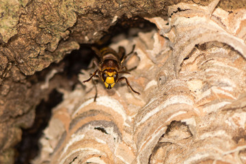 European hornet (Vespa crabro) on nest. Large wasp standing on paper nest, showing defensive behaviour, in Wiltshire, UK