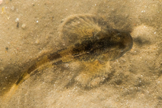 European bullhead fish (Cottus gobio) from above. A freshwater fish photographed from above camouflaged against sand at bottom of stream