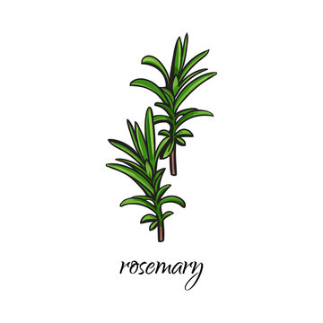 vector flat cartoon sketch style hand drawn rosemary branch with stem, leaves image. Isolated illustration on a white background. Spices , seasoning, flavorings condiments and kitchen herbs concept.